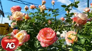 Roses after such pruning will bloom 2 times stronger in summer