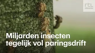 Zeldzaam natuurverschijnsel: miljarden cicaden vol paringsdrift