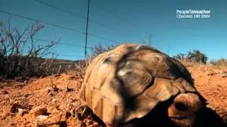 Geometric Tortoise conservation
