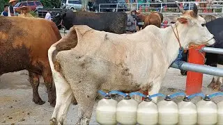 Latest Modern Dairy Farming Process - Milk Harvest - Million Dollars High Efficiency Cleaning System