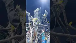 12 September 2025 kollam asramam ground today program#krishnajj #dailyvlog #shortvideo