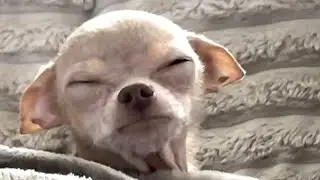 Tiny chihuahua with unusual face is obessed with bison