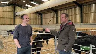 Wow&rsquo; Calves in Devon | How Better Gut Health Drives Daily Liveweight Gain