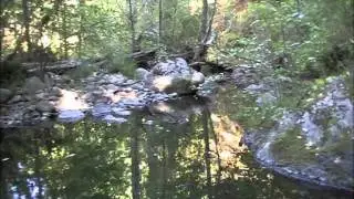 Video Lab Book:  March Of The Steelhead Trout
