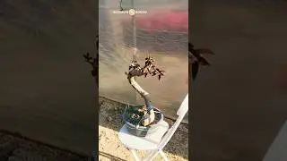 Recommendations for natural curved bougainvillea bonsai materials #bonsai #bonsaitree #bonsaiart