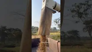 धान 🌾 कटाई | TRENDING SHORTS VIDEO |RAHUL MAHAMLLA #rahulmahamlla #virelaudio #virelshorts #vlogger