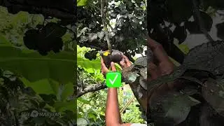 Cara mencangkok yang benar #caramencangkok #cangkok #tipsberkebun