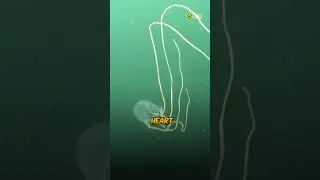 Most Dangerous Jellyfish in the World