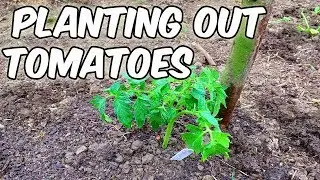 Planting Crimson Crush Tomatoes Outside