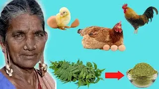 Indians well kept SECRET NATURAL HERB TREE for Chickens to GAIN WEIGHT FASTER & LAY MORE EGGS