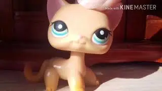Школота лпс номер 5