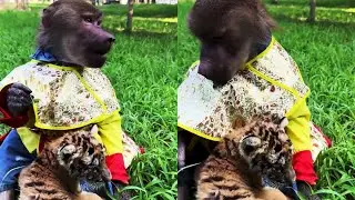 The docile baboon takes care of the small animals#monkey #monkeysr #funny