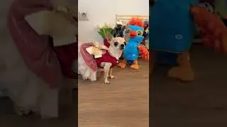 😁💃 #remix #dj #cover #chihuahua #pets #mypug #cute #like #trending #funny #dance #short #love #top