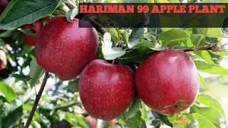 #Best Apple Variety for all over India#गर्म इलाकों में होने वाला सेव#Hot claimant Apple plant#GW