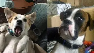 Cute Pets & Funny Animals Compilation | Funniest Animal Videos 2019