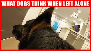Do Dogs Really Miss Us When We Leave the House?