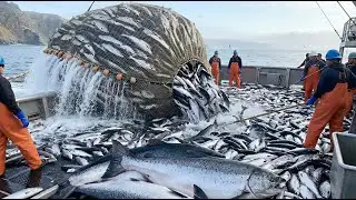 Million-Dollar Salmon Haul: Tons of Wild Salmon Caught Offshore