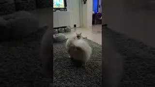 Casper 😼 vs. Gidget 🐶 #round22 #secretlifeofpets #animalshorts #funnyanimals