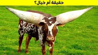 الحيوانات التي لديها أكبر القرون في العالم