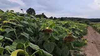 Sunflower field in Piliscsev