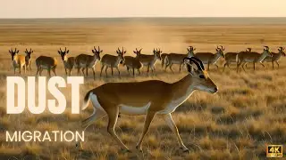 🦌 Dust Migration: Saiga Rush the Golden Steppe