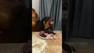 mamba and brawny_#dogs eat
