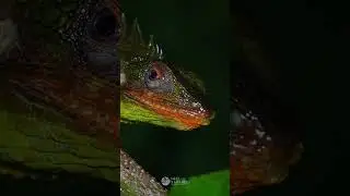 Munnar &ndash; The Hidden Life of the Rainforest 🐍🐸🌧️ | Neel Sarkhedi