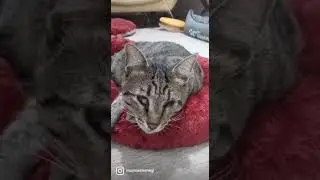 En Yaramazımız En Sevdiğimiz K&ouml;r Kedi Pipişko #shorts
