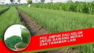 Cara bikin POC daun kelor   ampuh untuk perkembangan bawang merah