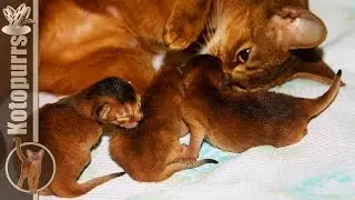 Cute newborn aby kittens [kotopurrs]