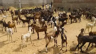 @village goat farm 8824951990 |₹250@How to start sheep/farming | (@India's largest sheep farming )