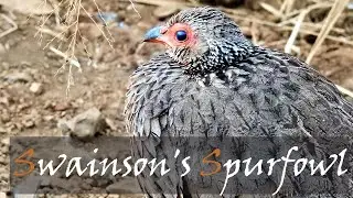 Swainson's Spurfowl (Pternistis swainsonii) Bird Call & Video - Common Birds | Stories Of The Kruger