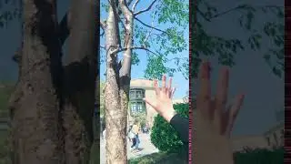 Flying Rat fly to girl's hand, so cute!