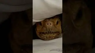 Dash A Sulcata  Story #tortoise #sulcata #rescue