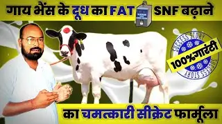 How to increase Fat in cow Milk । दूध में फैट कैसे बढ़ाये   