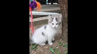 Mis Gatitos Maullando, #gatos
