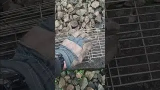 born free Reginald rodent rat