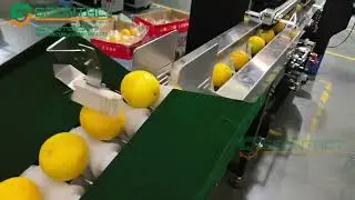 Full automatic orange flow pack machine | Full automatic orange feeding and packing system