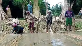 পাট চাষের চাষিরা ব্যাপক খুশি