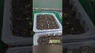 Gazania, 3 days from sowing.