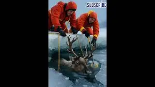 Reindeer Trapped in Ice &ndash; Dramatic Rescue!