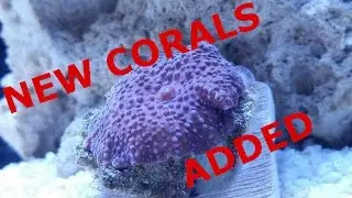 Aquamaxx 12g Reef Tank - Day 71