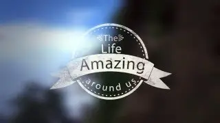 Amazing duck on the lake. Удивительные утки на озере