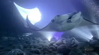 Diving With Tom 2018
