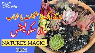 Succulants Unboxing| Colourful Succulents| Box of Colours| Unbelievably Succulents| Unboxing & Care