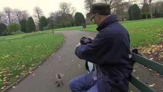 Squirrels in Chester