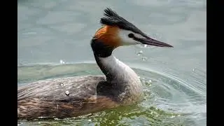 Happy Easter Bird Watching Lake of Constance