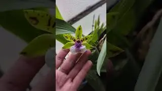 zygopetalum del Lidl ha fiorito ❤️😍