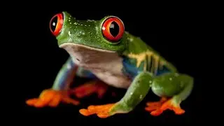 ANGRY FROG REBIRTH　2step syndrome　叩いてみた