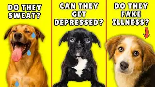 12 Weird Dog Facts You Had No Idea Were True
